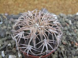 Gymnocalycium spegazzinii punillaense Tom 06-81/1 El Obelisco, pot 5,5 cm - 12400971