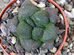 Ariocarpus lloydii pot 5,5 cm - 12400988