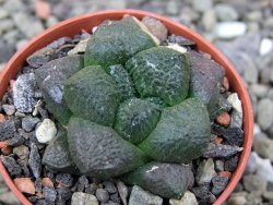 Ariocarpus lloydii pot 5,5 cm - 12400990