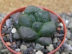 Ariocarpus lloydii pot 5,5 cm - 12400991