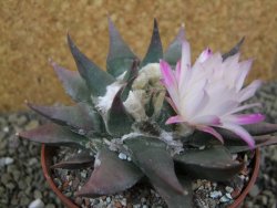 Ariocarpus confusus La Escondida, pot 10 cm Cites IA - 12400999