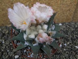 Ariocarpus confusus La Escondida, pot 10 cm Cites IA