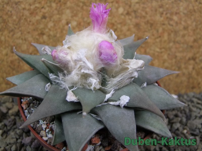 Ariocarpus confusus Aramberi pot 10 cm Cites IA