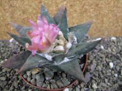 Ariocarpus confusus La Escondida, NL pot 8 cm Cites IA