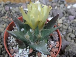 Ariocarpus trigonus horacekii Jaumave, Tam. pot 5,5 cm