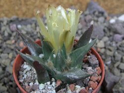 Ariocarpus trigonus horacekii Jaumave, Tam. pot 5,5 cm - 12401032