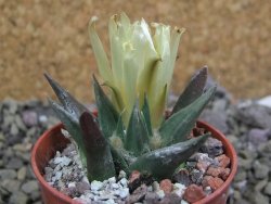 Ariocarpus trigonus horacekii Jaumave, Tam. pot 5,5 cm - 12401033