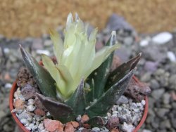 Ariocarpus trigonus horacekii Jaumave, Tam. pot 5,5 cm - 12401034