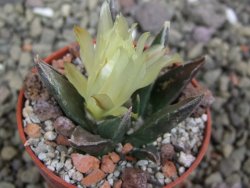 Ariocarpus trigonus horacekii Jaumave, Tam. pot 5,5 cm - 12401035