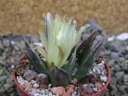 Ariocarpus trigonus horacekii Jaumave, Tam. pot 5,5 cm - 12401037