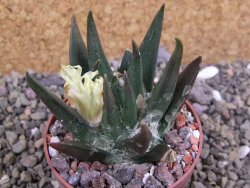 Ariocarpus trigonus elongatus San Antonio 6,5 cm