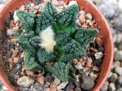 Ariocarpus fissuratus hintonii Matehuala pot 5,5 cm Cites IA