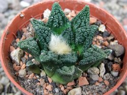 Ariocarpus fissuratus hintonii Matehuala pot 5,5 cm Cites IA - 12401043