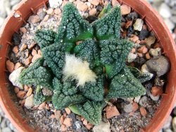 Ariocarpus fissuratus hintonii Matehuala pot 5,5 cm Cites IA - 12401044