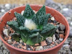 Ariocarpus fissuratus hintonii Matehuala pot 5,5 cm Cites IA - 12401045