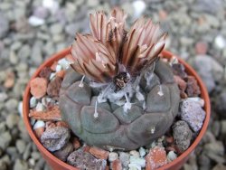 Turbinicarpus jauernigii pot 5,5 cm cites IA - 12401046