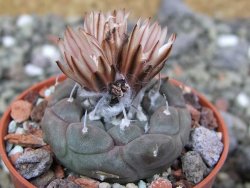 Turbinicarpus jauernigii pot 5,5 cm cites IA