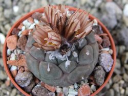 Turbinicarpus jauernigii pot 5,5 cm cites IA - 12401048