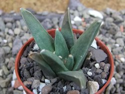 Ariocarpus retusus scapharostroides El Sabinito pot 5,5 IA - 12401052