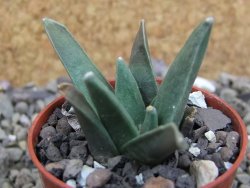 Ariocarpus retusus scapharostroides El Sabinito pot 5,5 IA