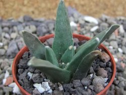 Ariocarpus retusus scapharostroides El Sabinito pot 5,5 IA - 12401054