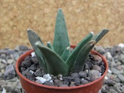 Ariocarpus retusus scapharostroides El Sabinito pot 5,5 IA - 12401055