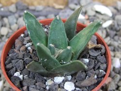 Ariocarpus retusus scapharostroides El Sabinito pot 5,5 IA - 12401056