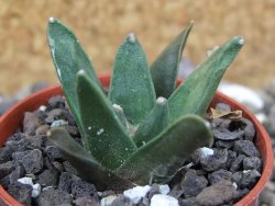 Ariocarpus retusus scapharostroides El Sabinito pot 5,5 IA - 12401057