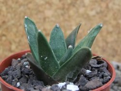 Ariocarpus retusus scapharostroides El Sabinito pot 5,5 IA