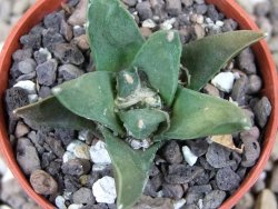 Ariocarpus retusus scapharostroides El Sabinito pot 5,5 IA - 12401059