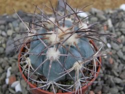 Echinocactus horizonthalonius, pot 5,5 cm - 12401060