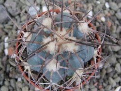 Echinocactus horizonthalonius, pot 5,5 cm - 12401061