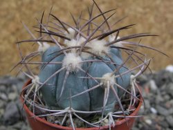 Echinocactus horizonthalonius, pot 5,5 cm