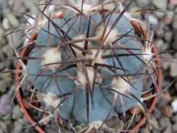 Echinocactus horizonthalonius, pot 5,5 cm