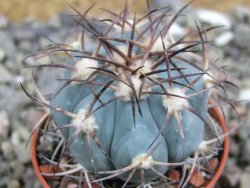 Echinocactus horizonthalonius, pot 5,5 cm - 12401064