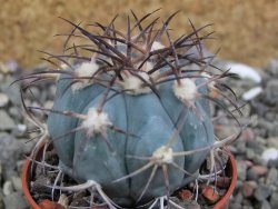 Echinocactus horizonthalonius, pot 5,5 cm - 12401065