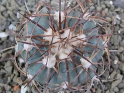 Echinocactus horizonthalonius El Oso pot 5,5 cm