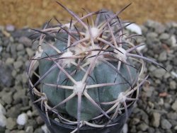 Echinocactus horizonthalonius El Oso pot 5,5 cm