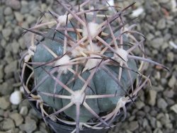 Echinocactus horizonthalonius El Oso pot 5,5 cm - 12401071