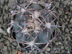 Echinocactus horizonthalonius El Oso pot 5,5 cm - 12401072