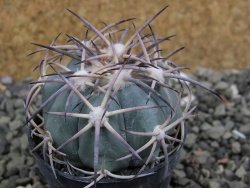 Echinocactus horizonthalonius El Oso pot 5,5 cm - 12401073