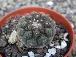 Copiapoa hypogea Lizard skin pot 5,5 cm - 12401074