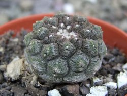 Copiapoa hypogea Lizard skin pot 5,5 cm