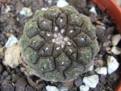 Copiapoa hypogea Lizard skin pot 5,5 cm - 12401076