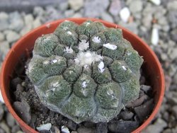 Copiapoa hypogea Lizard skin pot 5,5 cm - 12401077