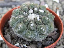 Copiapoa hypogea Lizard skin pot 5,5 cm - 12401078