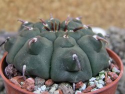 Gymnocalycium vatteri unguispinum, pot 5,5 cm - 12401081