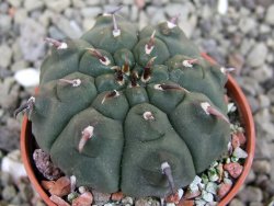 Gymnocalycium vatteri unguispinum, pot 5,5 cm - 12401082