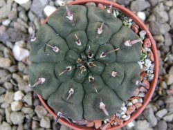 Gymnocalycium vatteri unguispinum, pot 5,5 cm - 12401083