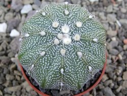 Astrophytum X Super Kabuto pot 5,5 cm - 12401094